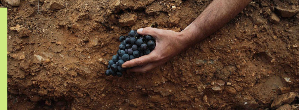 environmental management of vineyards